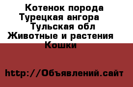 Котенок порода Турецкая ангора. - Тульская обл. Животные и растения » Кошки   